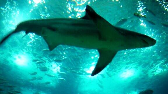 灰礁鲨的水下镜头近距离接触