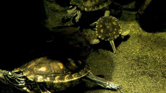 水龟在地上游泳