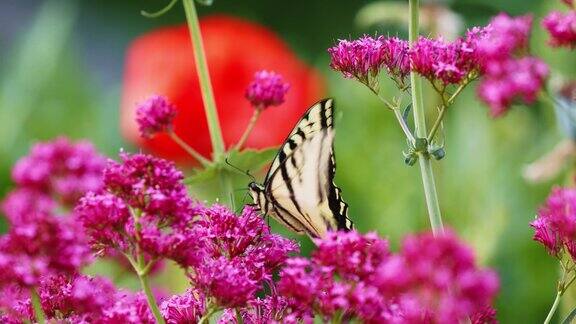 蝴蝶在花中觅食