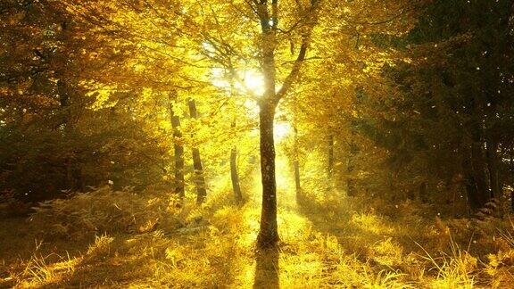 神奇的秋天金色的森林与阳光和落叶