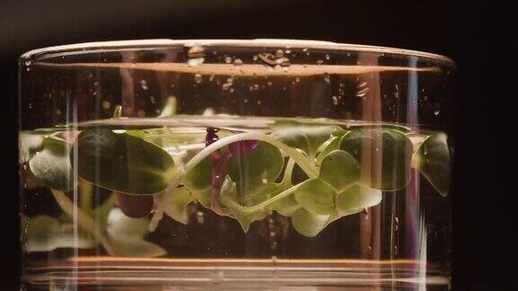 新鲜的微绿色植物发芽它们落在水中变得美丽