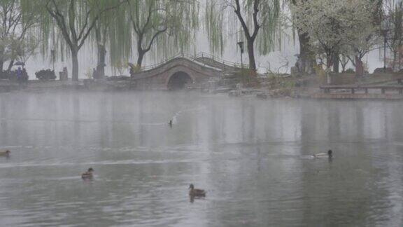 野鸭在春雨中嬉戏雾如梦幻