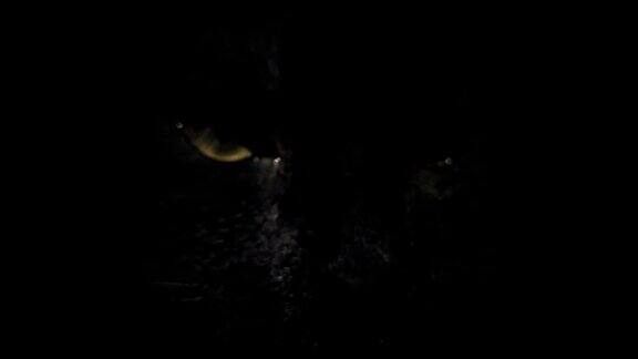 一只黄眼睛的黑猫平稳地从黑暗中出现消失在黑暗中选择性聚焦模糊