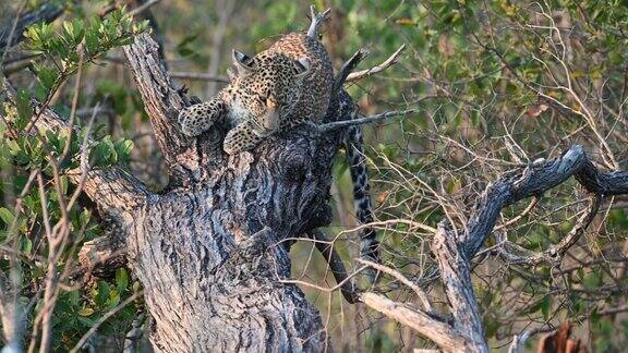 在树干上休息的豹环顾四周