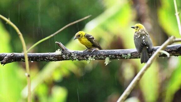 一对热带鸟类在哥斯达黎加巴尔的摩Oriel(黄鹂鸟)热带雨林中的彩色鸟夫妇栖息在一个分支在圣杰拉尔多德多塔哥斯达黎加中美洲
