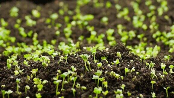植物在春季生长种子发芽新生的西洋菜沙拉在温室农业