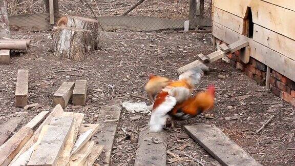 农场院子里的两只公鸡在打架
