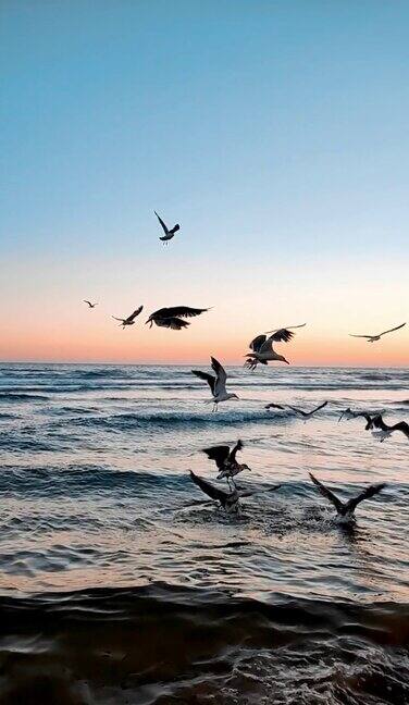 日落时海鸥在海上飞行的垂直慢动作视频