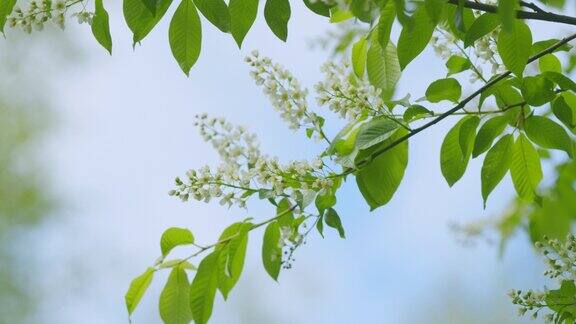 蔷薇科的开花植物杨梅或山莓春天开的鸟樱或山李缓慢的运动