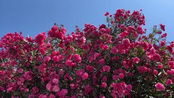 美丽的粉色花朵夹竹桃