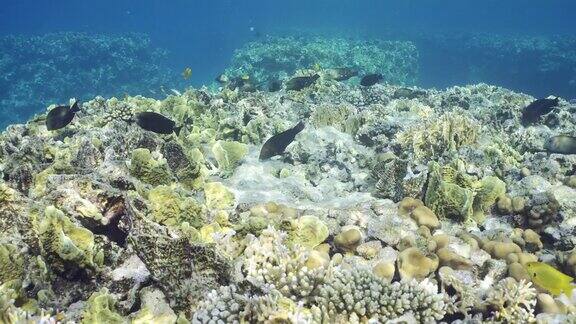 阳光明媚的日子一群热带鱼游过浅水的珊瑚礁