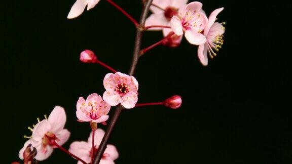 日本樱花黑色高清