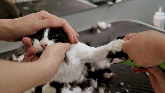 一个女性美容师剃毛猫在动物沙龙的特写