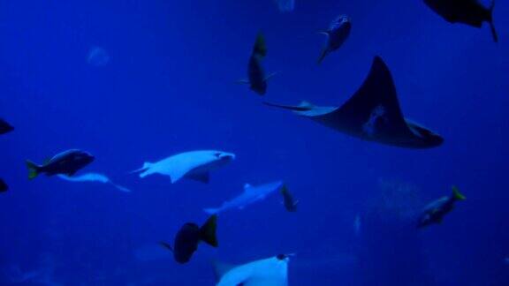 美丽的鱼类水族馆不同的水动物种类在水族馆游泳