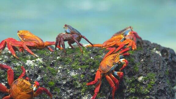 加拉帕戈斯群岛的螃蟹