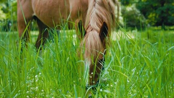 马在田野上吃绿草