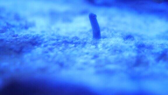 从海洋的洞中移动的斑点花园鳗鱼