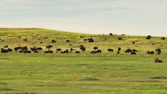 草原上的野牛