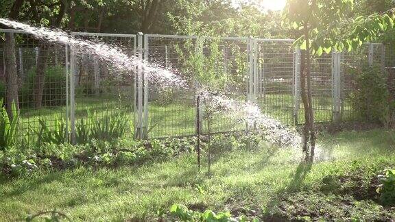 两个视频浇水的蔬菜花园在真正的慢镜头