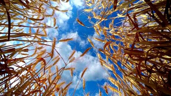 金色小麦上空快速的云