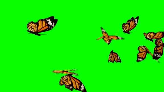 蝴蝶成群地从左向右飞