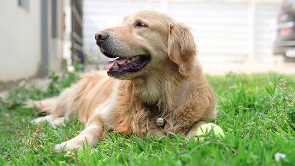 在草地上打网球的金毛猎犬