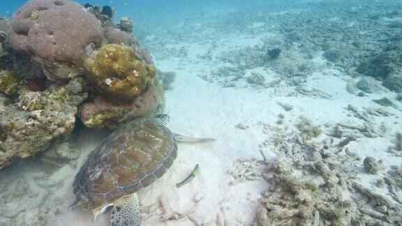 海景与绿海龟在珊瑚礁的加勒比海
