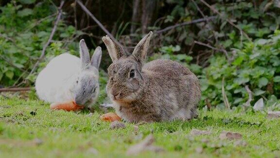 兔子吃咀嚼胡萝卜两只可爱的毛茸茸的小兔子在嚼胡萝卜动物食品和宠物概念动物园农场