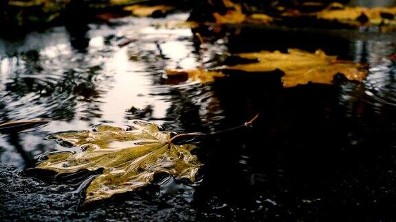 雨点落在带着黄色枫叶的水坑里