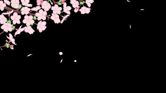 循环动画4k视频素材樱花随风摇曳樱花花瓣飘落alpha通道为透明背景