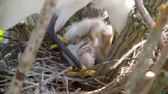 大白鹭和雏鸟一起筑巢鸟类的巢