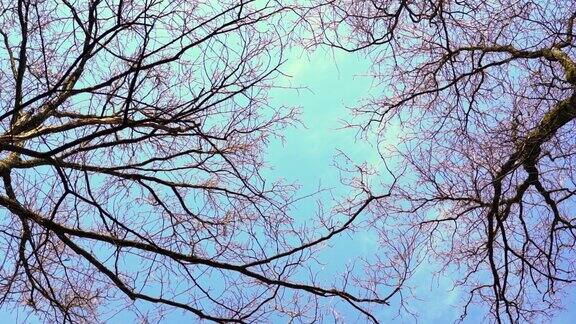 蓝天上旋转的树和树枝低角度旋转