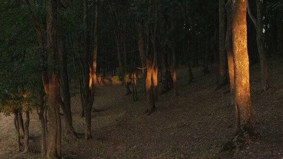 森林日落自然保护区树木绿叶