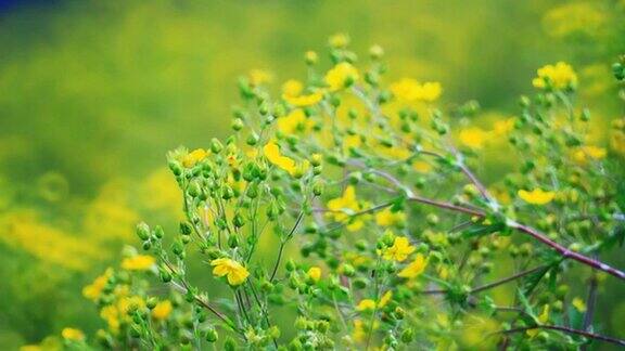 草地上鲜艳的黄色毛茛花