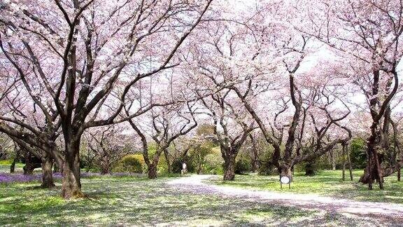 樱花树下的人行道是日本东京浪漫气氛的场景