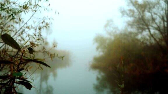 秋天的早晨池塘里的树叶、灌木和树木被雾覆盖着