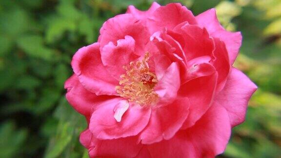 鲜艳的玫瑰清新自然
