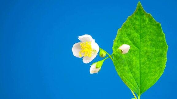 白色茉莉花开放