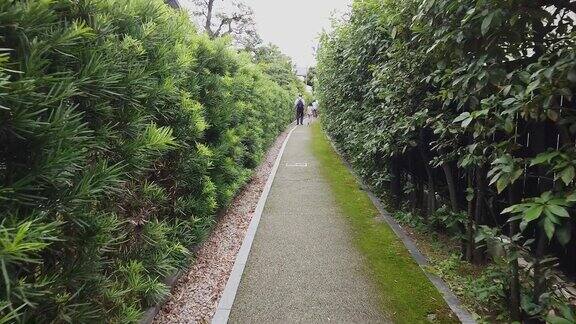 穿过日本禅宗花园小径小径两边是松树