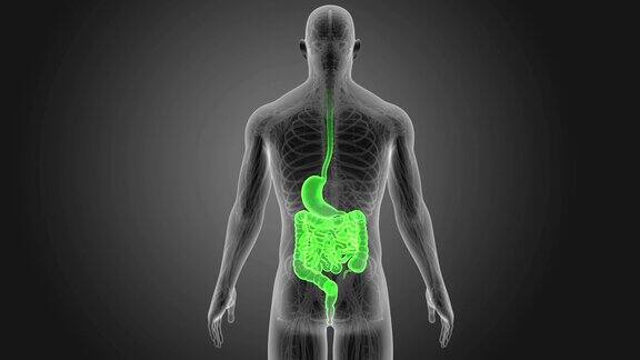 胃和肠的循环系统