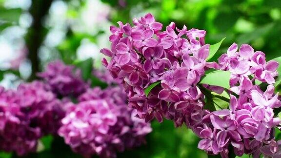 紫丁香的枝干在春天的风中摇摆宏观背景春天的花