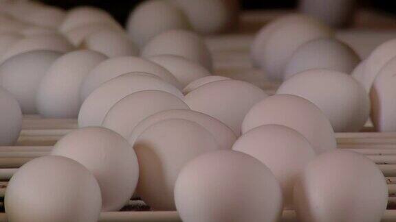 家禽养殖场鲜鸡蛋自动移动输送机工业鸡蛋生产线关闭了