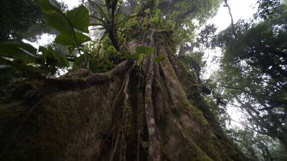 雨林中的大树