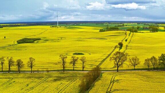 黄色的油菜田和白色的风力涡轮机鸟瞰图