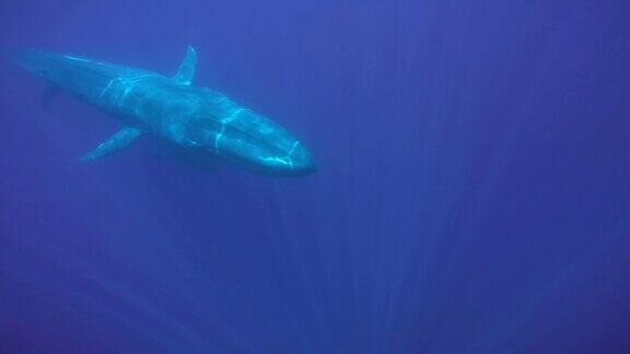 两只蓝鲸妈妈和宝宝在清晨的阳光下慢慢地在蓝色的水中游泳蓝鲸-须鲸目印度洋斯里兰卡水下拍摄慢动作俯视图