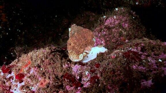 海蜗牛近距离在海底白海