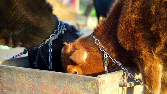 漂亮的小牛犊在饲料棚里吃草