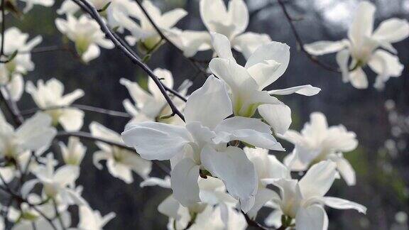 木兰树开花