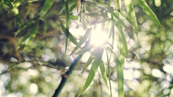 近竹叶在森林中随风而动而阳光