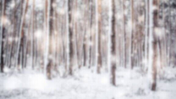 树松云杉在魔法森林冬天与飘落的雪天